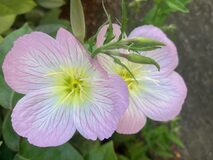 Galerie photo Diversité des espèces florales